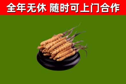 湛河烟酒回收冬虫夏草.jpg