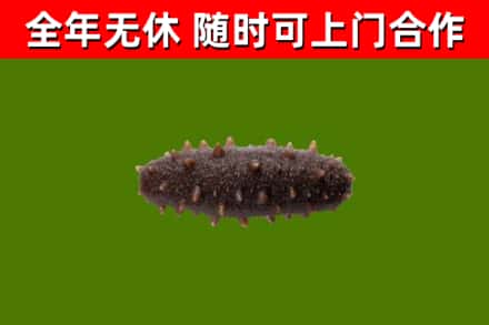 湛河烟酒回收干海参.jpg